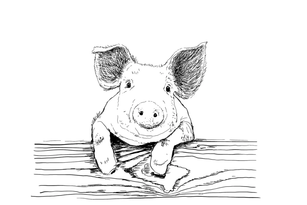 Pig illustration